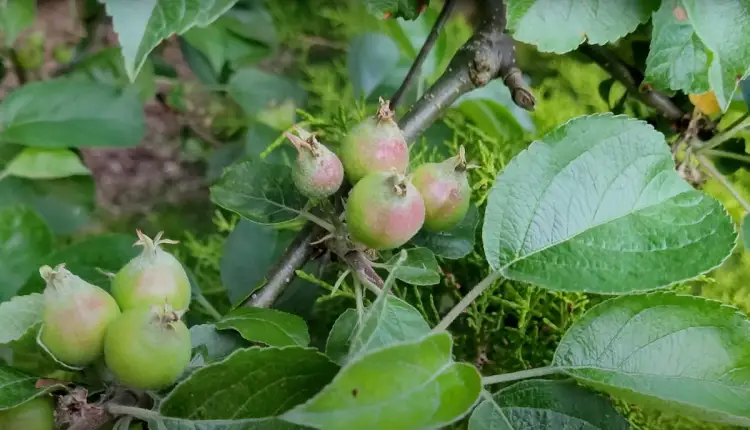The Importance of Thinning Fruit Trees