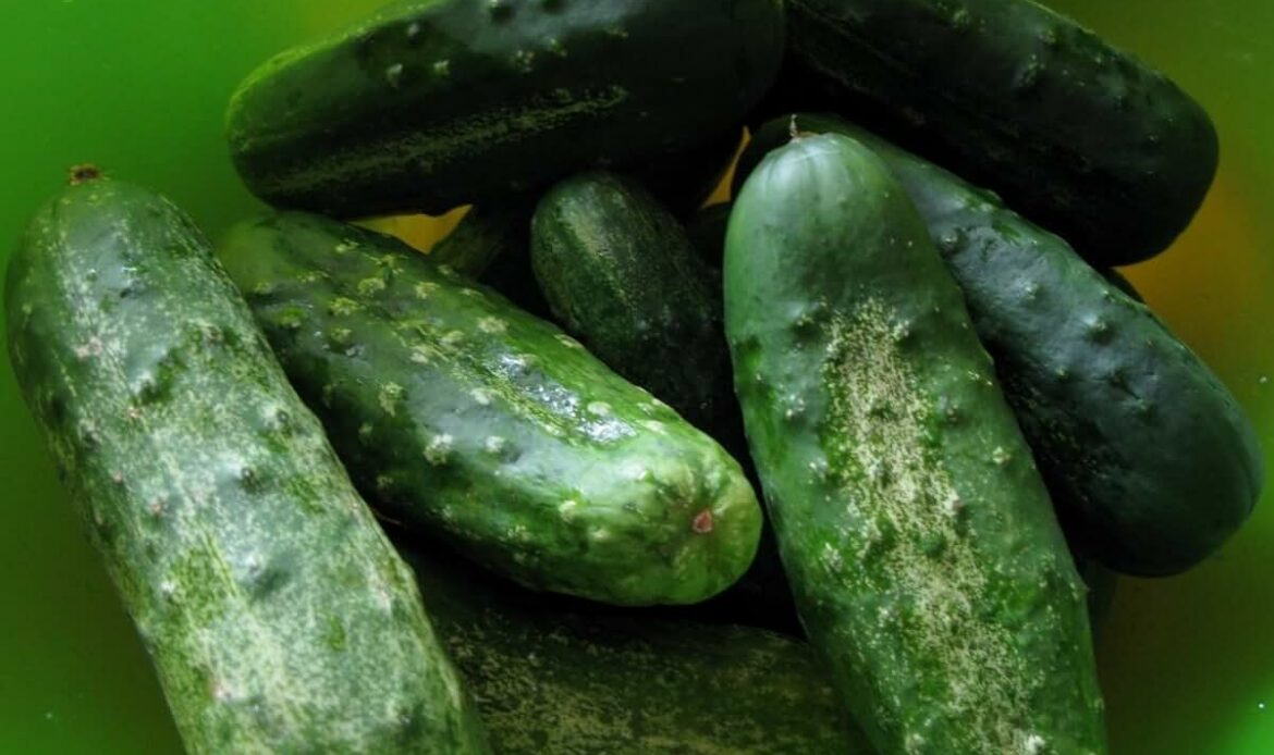What type of cucumber is used for cornichons?
