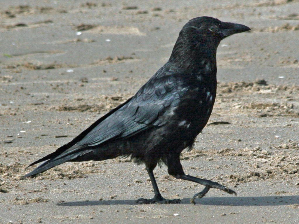 Grackle vs. Crow vs. Raven, Explained - rachelrabbitwhite.com