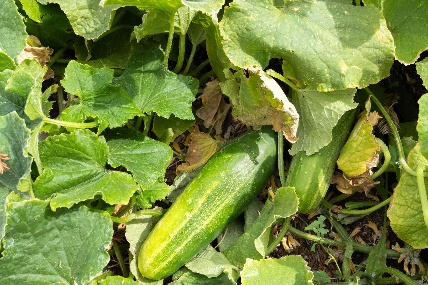 Why are my cucumbers yellow rachelrabbitwhite