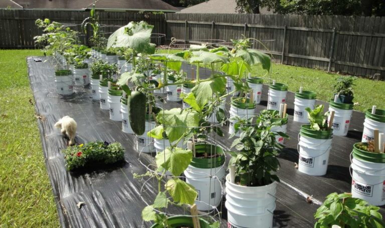 10 Patio Vegetable Garden Success Secrets - rachelrabbitwhite.com