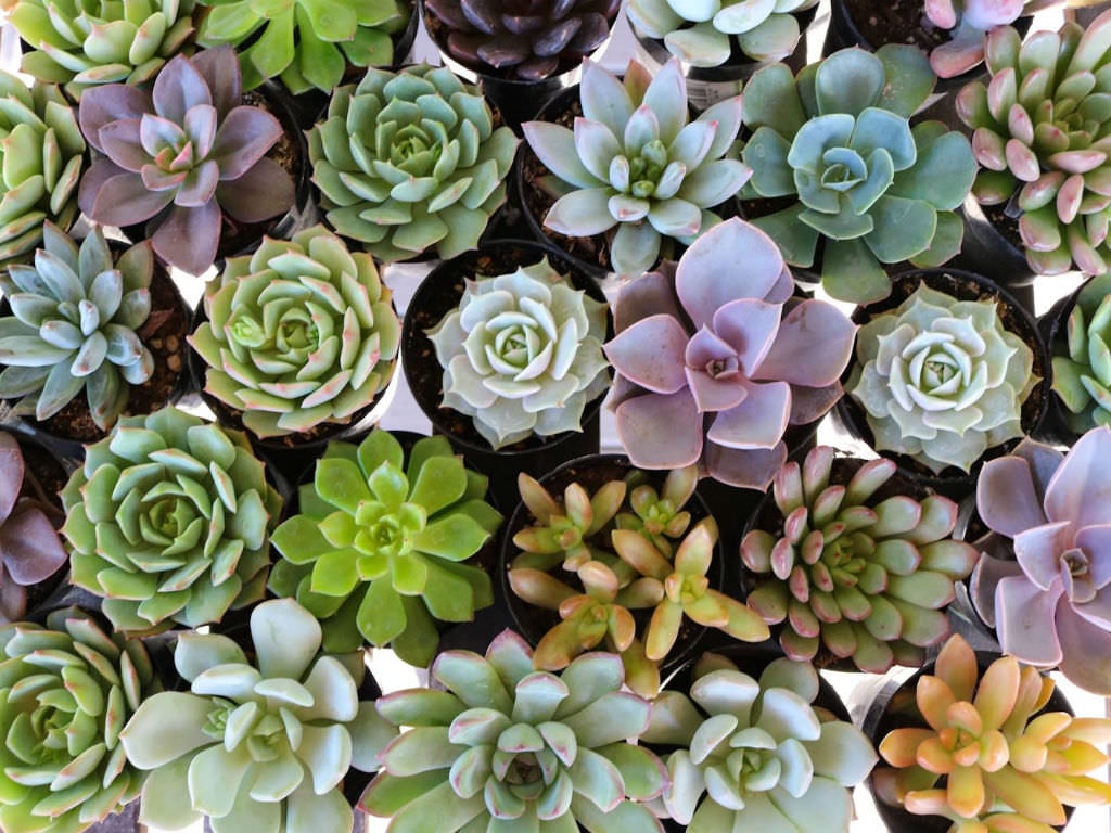 Lighting Requirements for Healthy Succulents a Guide
